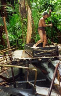 © Copyright - Raphael Kessler 2011 - Indonesia - Siberut - stamping on the sago