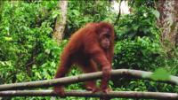 © Copyright - Raphael Kessler 2011 - Indonesia - Orang Utan - Strolling