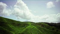 © Copyright - Raphael Kessler 2011 - Malaysia - Cameron Highlands tea plantations rolling hills