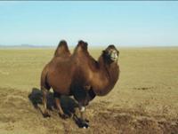 © Copyright Raphael Kessler - Mongolia - Bactrian Camel