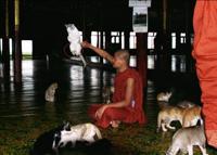 © Copyright - Raphael Kessler 2011 - Myanmar - Jumping Cat Monastery - Cats jumping