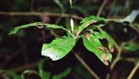 © Copyright - Raphael Kessler 2011 - Nepal - cotton bugs on a leaf
