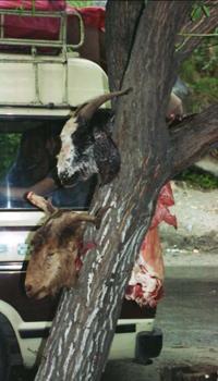 © Copyright - Raphael Kessler 2011 - Pakistan - Roadside butcher - heads on a tree