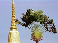 © Copyright - Raphael Kessler 2011 - Thailand - Chedi and fan palm
