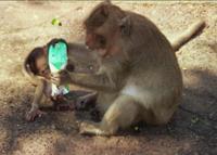 © Copyright - Raphael Kessler 2011 - Thailand - Monkey checking the ingredients on a packet