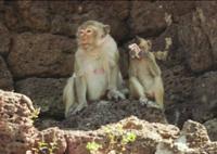 © Copyright Raphael Kessler - Thailand - You Seen Whats In These