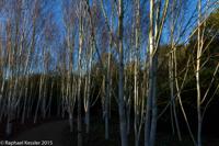 © Copyright Raphael Kessler - Britain - Anglesey Abbey 1