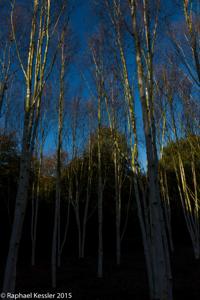 © Copyright Raphael Kessler - Britain - Anglesey Abbey 3