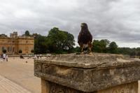 © Copyright Raphael Kessler 2025 – Blenheim Palace – Blenheim Palace – blenheim palace 10