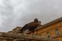 © Copyright Raphael Kessler 2025 – Blenheim Palace – Blenheim Palace – blenheim palace 9