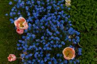 © Copyright Raphael Kessler - Britain - Chartwell 11