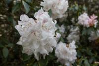 © Copyright Raphael Kessler - Britain - Chartwell 15