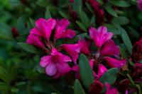 © Copyright Raphael Kessler - Britain - Chartwell 16