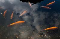 © Copyright Raphael Kessler - Britain - Chartwell 18