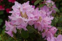 © Copyright Raphael Kessler - Britain - Chartwell 20