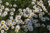 © Copyright Raphael Kessler - Britain - Chartwell 5