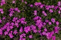 © Copyright Raphael Kessler - Britain - Chartwell 6