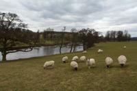 © Copyright Raphael Kessler - Britain - Chatsworth 5