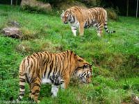 © Copyright Raphael Kessler - Britain - Dartmoor Zoo 2