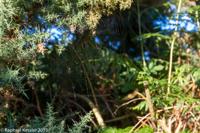 © Copyright Raphael Kessler - Britain - Dunwich 8