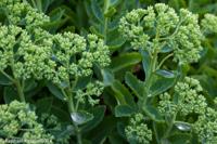 © Copyright Raphael Kessler - Britain - Dyrham Park 6