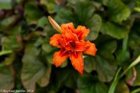 © Copyright Raphael Kessler - Britain - Dyrham Park 8