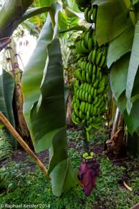 © Copyright Raphael Kessler - Britain - Eden 12