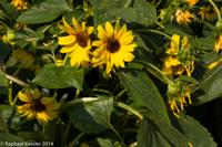 © Copyright Raphael Kessler - Britain - Eden 13