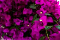 © Copyright Raphael Kessler - Britain - Eden 16