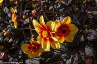 © Copyright Raphael Kessler - Britain - Eden 18