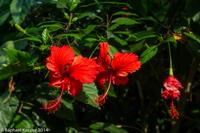 © Copyright Raphael Kessler - Britain - Eden 7