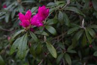 © Copyright Raphael Kessler - Britain - Emmetts Garden 10