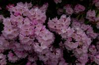 © Copyright Raphael Kessler - Britain - Emmetts Garden 11