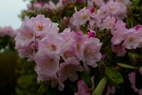 © Copyright Raphael Kessler - Britain - Emmetts Garden 12