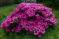 © Copyright Raphael Kessler - Britain - Emmetts Garden 13