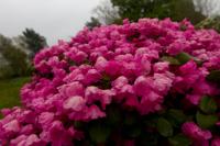 © Copyright Raphael Kessler - Britain - Emmetts Garden 14