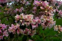 © Copyright Raphael Kessler - Britain - Emmetts Garden 16