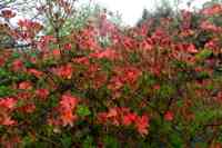 © Copyright Raphael Kessler - Britain - Emmetts Garden 17