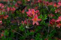 © Copyright Raphael Kessler - Britain - Emmetts Garden 18