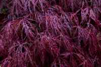 © Copyright Raphael Kessler - Britain - Emmetts Garden 2