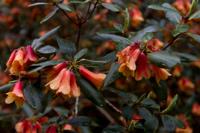 © Copyright Raphael Kessler - Britain - Emmetts Garden 21