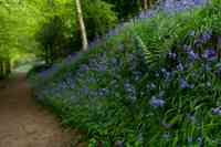 © Copyright Raphael Kessler - Britain - Emmetts Garden 24