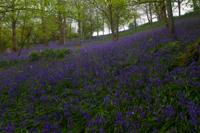 © Copyright Raphael Kessler - Britain - Emmetts Garden 37