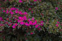 © Copyright Raphael Kessler - Britain - Emmetts Garden 4