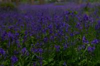 © Copyright Raphael Kessler - Britain - Emmetts Garden 47