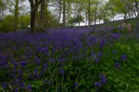 © Copyright Raphael Kessler - Britain - Emmetts Garden 49