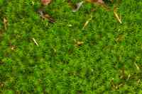 © Copyright Raphael Kessler - Britain - Emmetts Garden 51