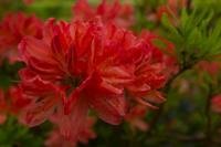 © Copyright Raphael Kessler - Britain - Emmetts Garden 52