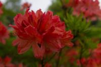 © Copyright Raphael Kessler - Britain - Emmetts Garden 53