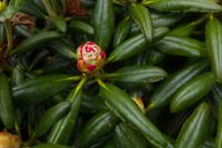 © Copyright Raphael Kessler - Britain - Emmetts Garden 54